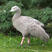 Cape Barren Goose
